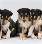 Schotse herdershond korthaar pups