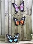 Set van 3 Vlinders, geheel metaal en vol in kleur, diverse k