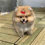 Pomeranian Pups Prachtige