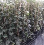 Te koop hedera hibirnica hoogte 1m/1,20m 