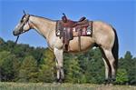 Buckskin American Quarter Horse Ruin