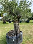 Hele mooie olijfboom Olea Europara code BA.5