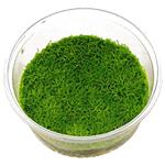 In-Vitro cup Riccia Fluitans - aquariumplant 100cc