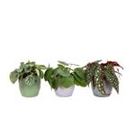 Trio Begonia maculata, Pilea peperomioides en Peperomia Argy