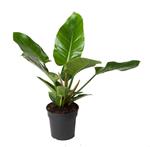Philodendron 'Imperial Green' (PHIGR19050)