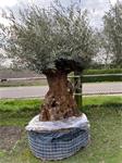 Prachtige oude olijfboom&robuuste stam