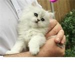 12 weken Perzische Kittens beschikbaar