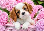 Pup in pink flowers Castorland B-52233