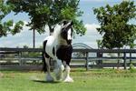 Gypsy vanner hengst paard 