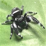 Springspin Regius