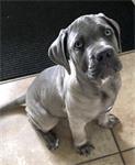 Cane Corso pups verwacht met FCI stamboom