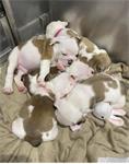 4 Engelse bulldog pups