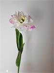 Open gebloeide tulp - wit - roze gevlamd 65cm