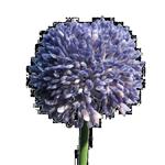 Allium - blauw - 40cm -