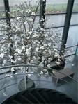 Magnolia boom - >550cm - op aanvraag - Prijs is indicatie -