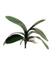 Orchidee blad toef - 25cm -