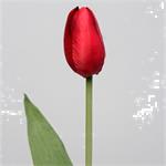 Lange tulp rood