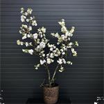 Bloesemboom 175cm hoog
