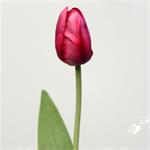 Lange tulp fel roze - 60cm -