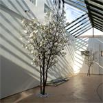 Hoge magnoliaboom