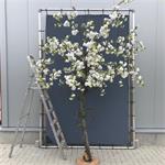 Bloesemboom 350cm