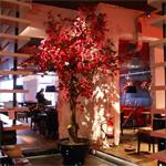 Hoge diep roze bloesemboom 350cm