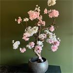 Cherry bloesemboom - wit roze - 55cm