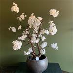 Cherry bloesemboom - wit - 55cm