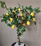 Citrus / citroen boompje - 85cm -