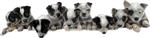 Te Koop Australian Cattle Dog pups 