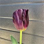 Donkere aubergine kleurige tulp