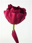 Lange tulp - dubbel gebloemd - Fel roze tegen rood aan -