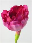 Lange tulp - dubbel gebloemd - Fel roze -