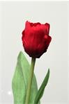 Tulp diep rood - 45cm -