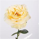 Open tuin roos - zacht geel - 60cm -