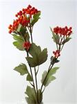 Viburnum bes - rood - 60 cm