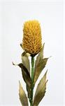 Protea - geel oker -70 cm