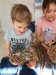 savanne kitten, caracal, serval beschikbaar