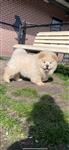 prachtige gezonde chow chow pups te koop