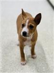 Belgische Basenji pups te koop