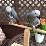Schattige tamme Afrikaanse grijze papegaaien
