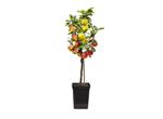 3 in 1 Appelboom