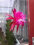 MOOIE GROTE EPIPHYLLUM-STEK aangeb.