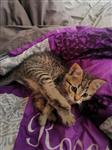 Kitten zoekt forever home 