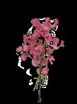 Lathyrus - bosje x3 - 50cm - roze - geurend -