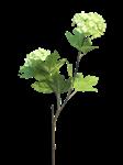 Viburnum - sneeuwbal - groen - 50cm -