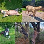 12 Amerikaanse stafford pups te koop