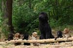 Labradoodle pups