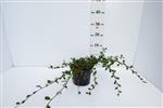 Cotoneaster dammeri (Dwergmispel)