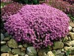 Thymus praecox 'Purple Beauty'